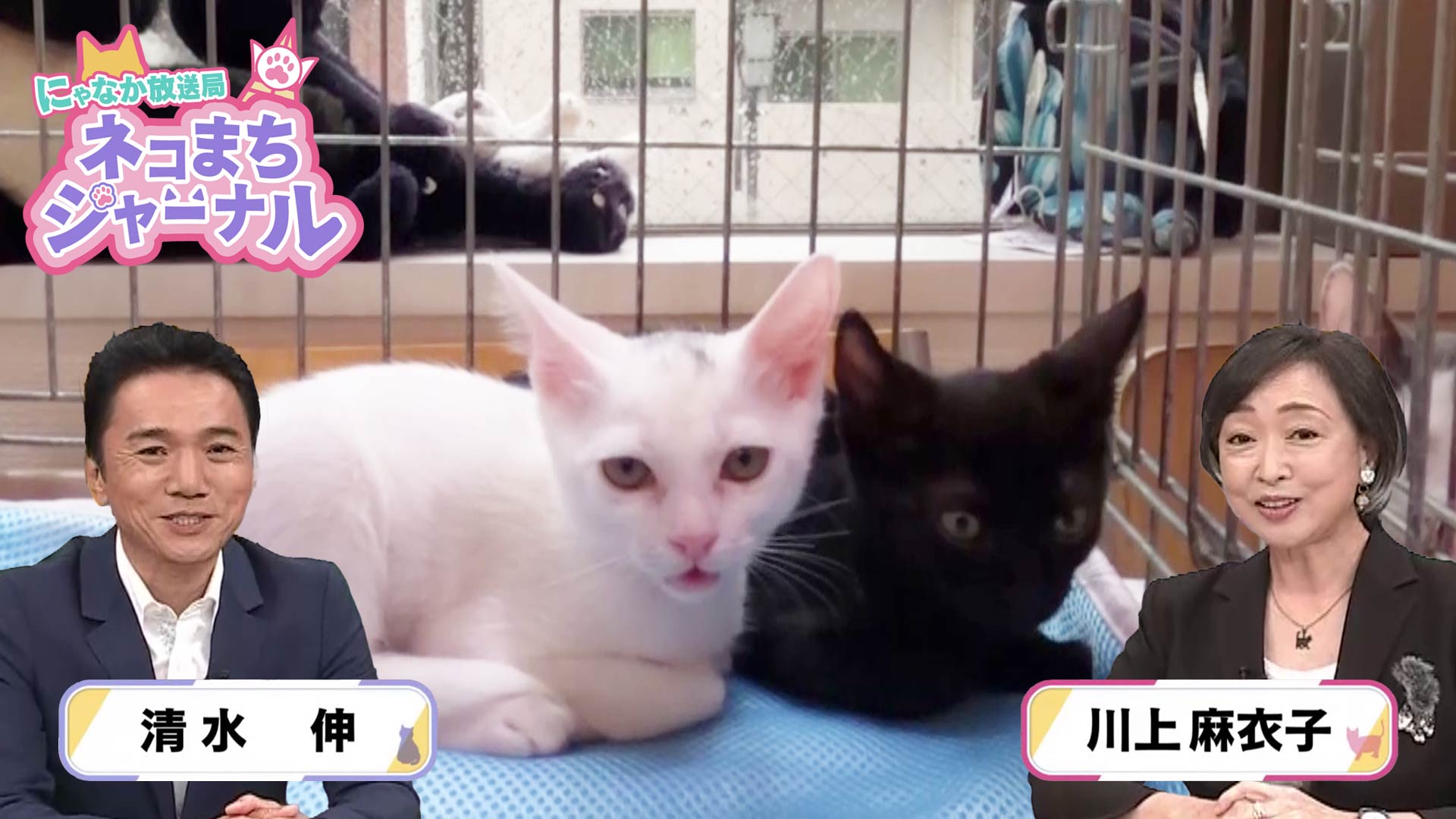 にゃなか放送局 ネコまちジャーナル 出演：川上麻衣子、清水伸 ゲスト
